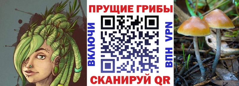 Псилоцибиновые грибы Magic Shrooms  продажа наркотиков  это клад  Шагонар 